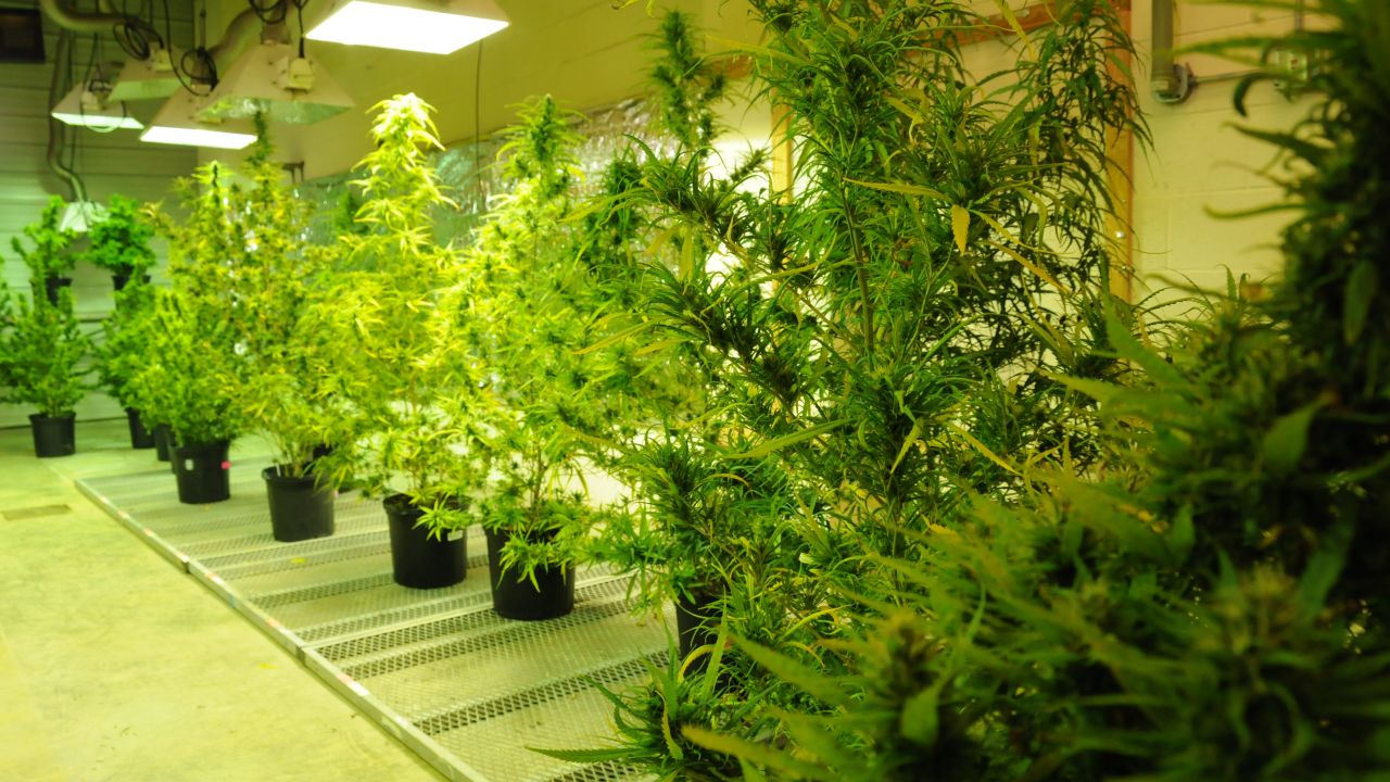 The marijuana plants at Ole Miss start off in this extremely controlled and monitored grow room before they are planted in the fields outside. The plants require water, light and temperatures between 75 and 86 degrees Fahrenheit (24 and 30 degrees Celsius).