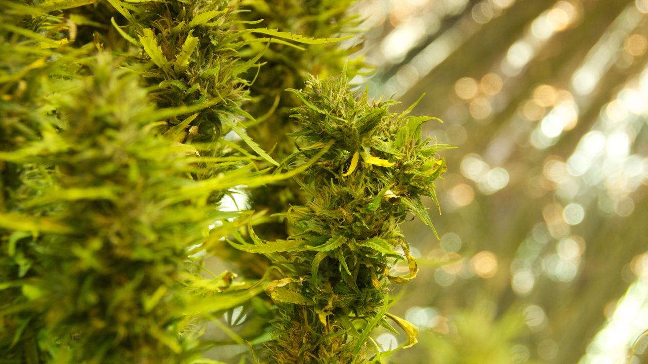 Over the past year, production at the farm has increased by 30 times, from 46 pounds (21 kilograms) of harvested marijuana to 1,400 pounds (635 kilograms).
