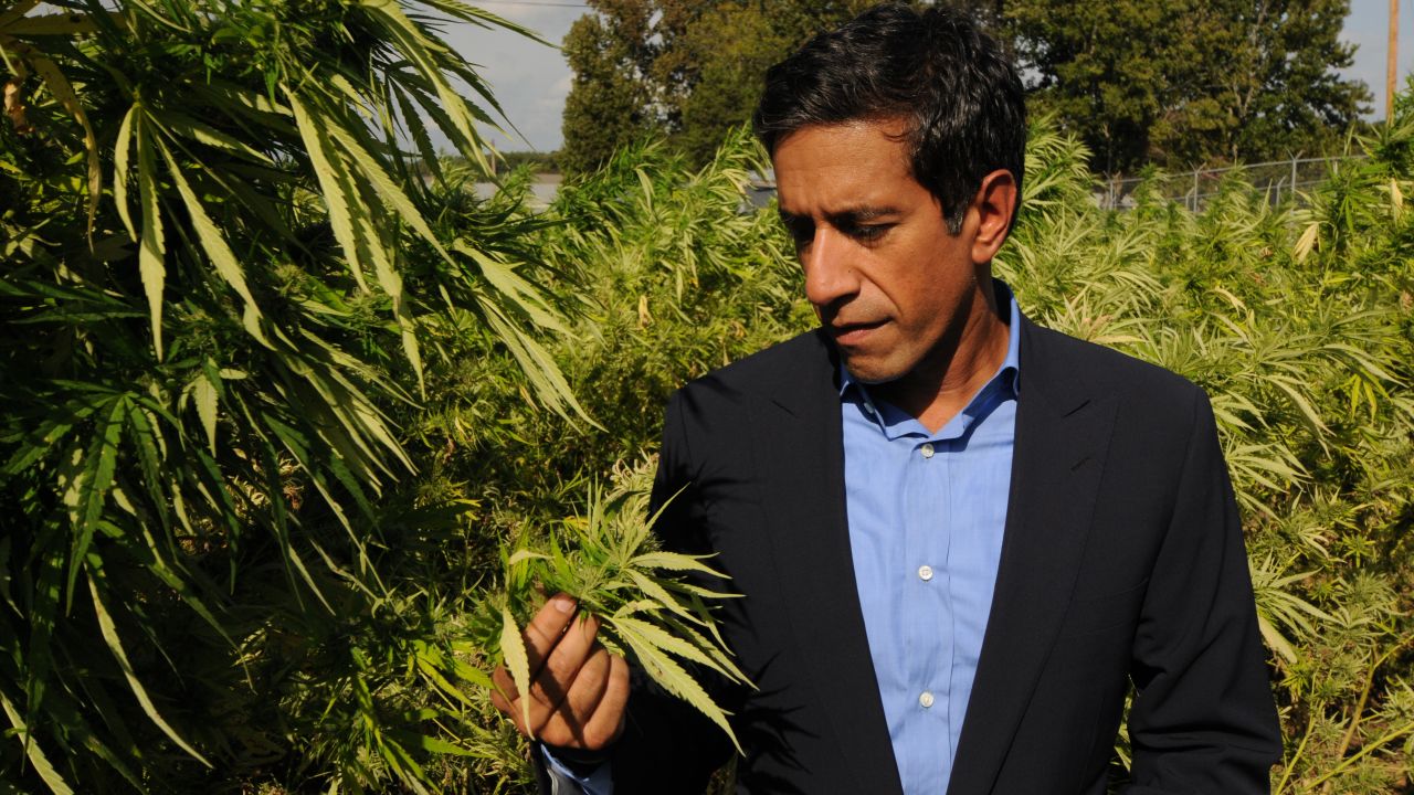 Today, with more studies anticipated, the farm has ramped up production and the marijuana plants are a towering 5 to 6 feet tall.