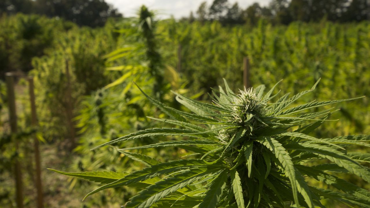 The once barren fields at the University of Mississippi are now bursting with research-grade cannabis. Scientists with the Marijuana Project have bred the plants to create different strains, each with varying levels of THC, the ingredient in marijuana that makes users high, and CBD, which has medicinal properties.