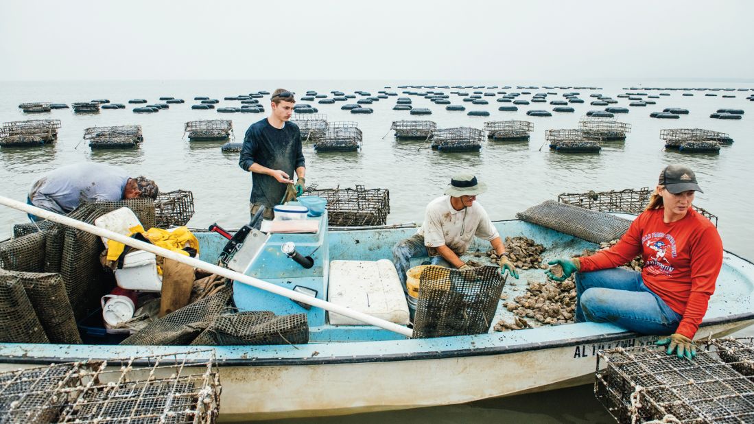 A fisherman pouring harvested oysters into a net bag for sale