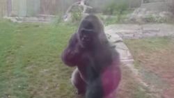 dnt ne zoo gorilla breaks glass _00000724.jpg