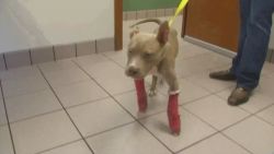 dnt nc crippled dog walks after surgery_00003016.jpg