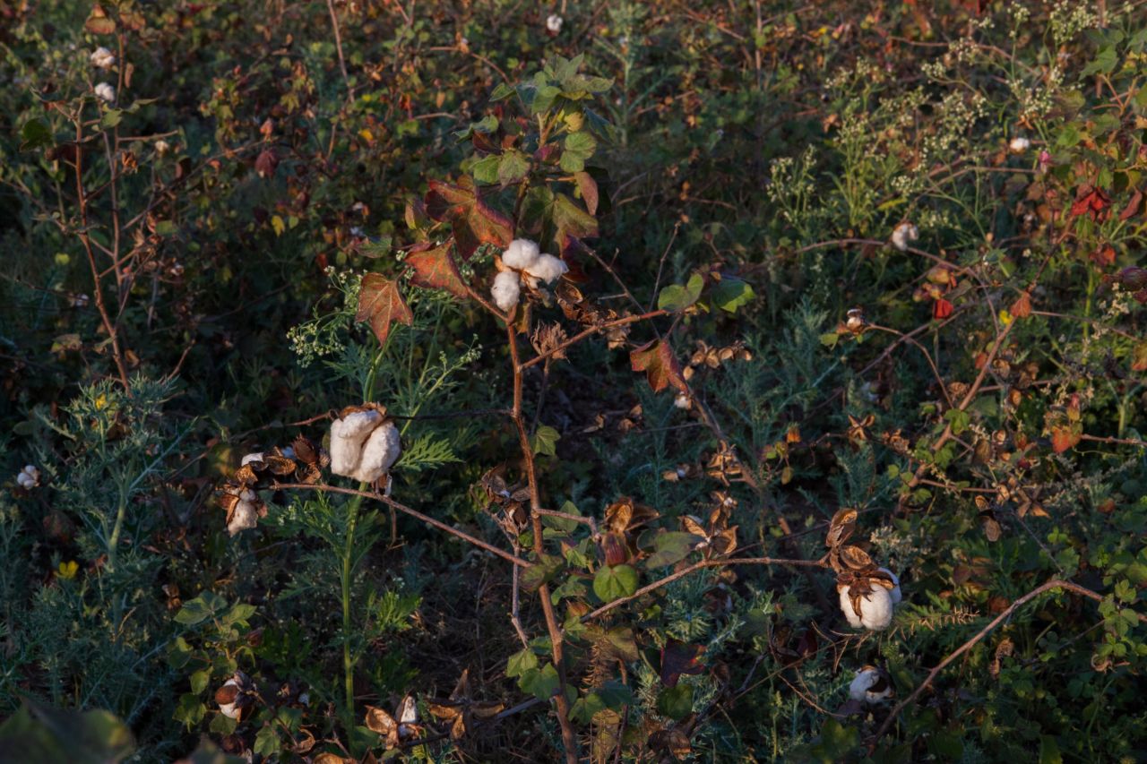 A cotton field in Vidarbha. Last year, India produced a record amount of cotton. This year, cotton cultivation is expected to fall as low prices force farmers to consider growing other crops or turn or find other ways of earning a livelihood.