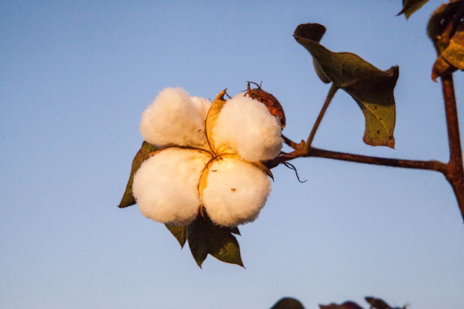 There is a glut of cotton in the global marketplace. This is pushing the price of cotton down. In India's cotton growing belt of Vidarbha in Maharashtra state, farmers say they are getting around Rs 3,000 ($50) for a quintal of cotton. Just a year ago, they were getting twice that amount.