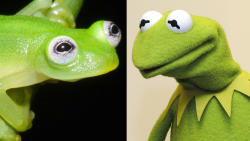 new frog looks like kermit