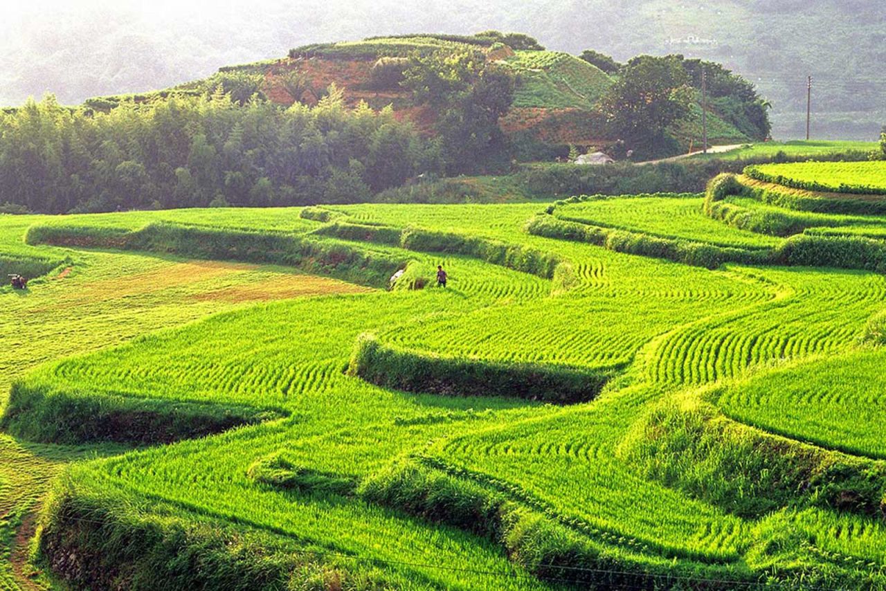 <strong>Hapcheon daraknon: </strong>The terraced rice paddy fields of Hapcheon in South Gyeongsang Province are a wonderful sight. Thin and long terraced rice paddies like these are called "daraknon," a North Korean term still used in the South.