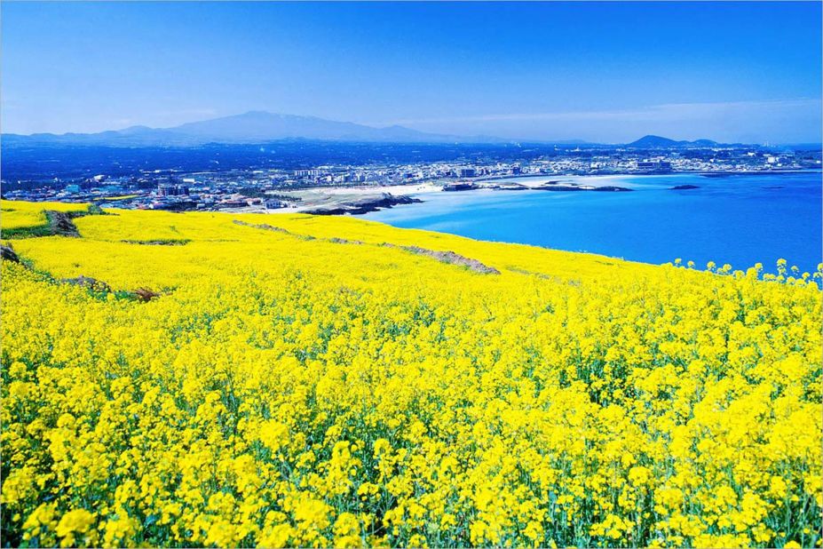 <strong>Hamdeok: </strong>​Hamdeok is a small seaside village located 30 minutes east of Jeju Airport. Beautiful fields of rapeseed flowers cover the landscape in summer, but play second fiddle to Hamdeok's sapphire beach, a popular kayaking destination with calm waters.