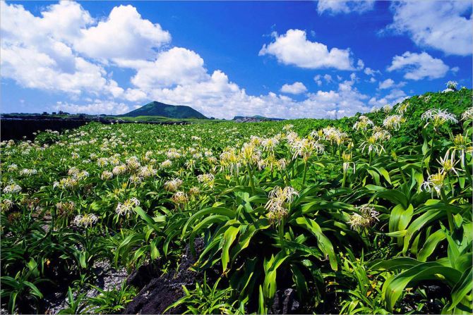 <strong>Tokkiseom: </strong>?When covered in white flowers in summer (this is the only place in Korea where crinum grows), this small island off Jeju is said to look like a white rabbit from a distance. Hence its name, which means "rabbit island."