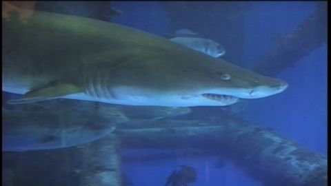 The Texas State Aquarium says a chemical mix-up is to blame for the most significant loss of marine life in its 25-year history.