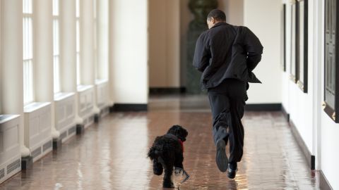 President Obama welcomes Bo, a Portuguese water dog, to the White House in April 2009.