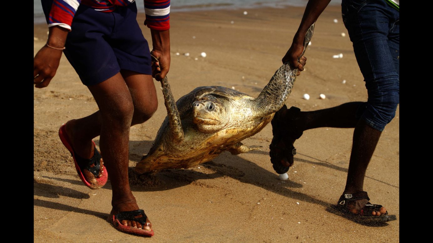 Locals in India's Ganjam district help an olive ridley sea turtle return to the Rushikulya river on Monday, April 20.