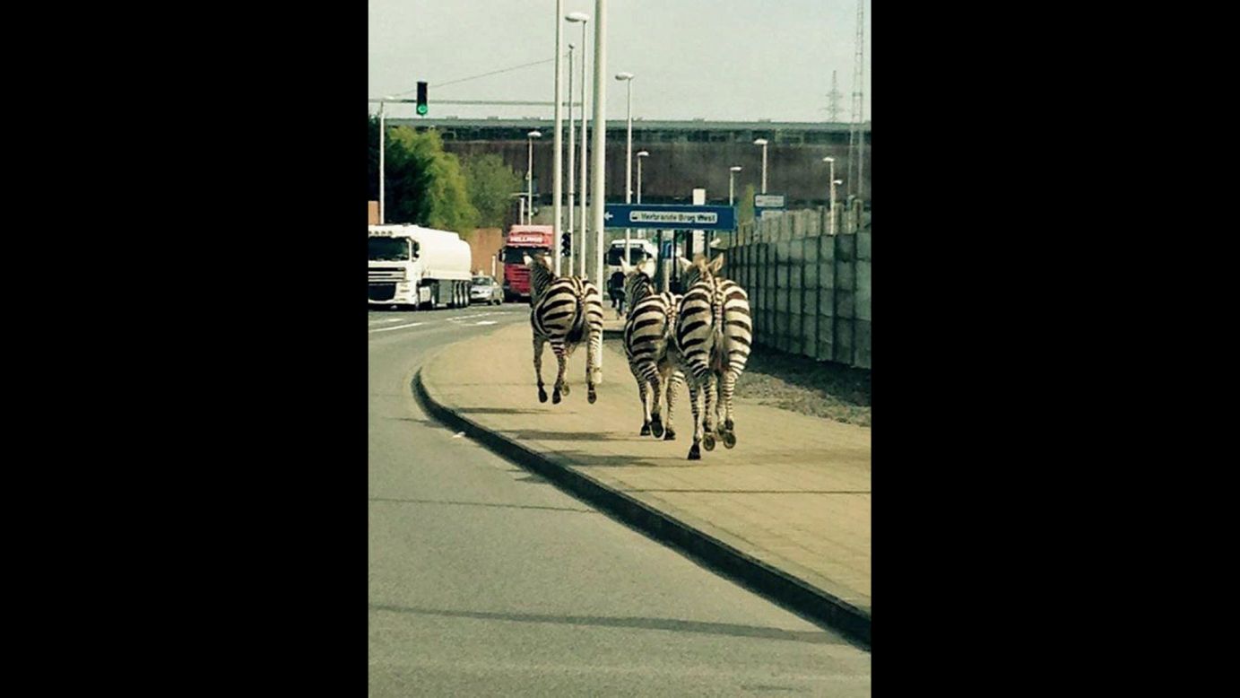 Three zebras run beside a road in Brussels, Belgium, after escaping from a ranch on Friday, April 17. <a href="http://www.cnn.com/2015/04/17/world/gallery/week-in-photos-0416/index.html" target="_blank">See last week in 40 photos</a>