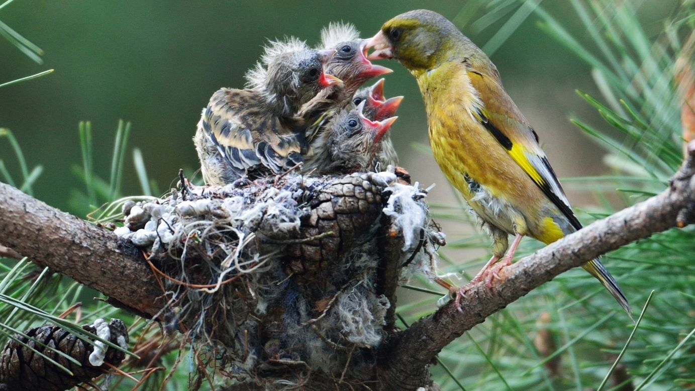 A goldfinch feeds its newly hatched chicks in Chungju, South Korea, on Tuesday, April 21.