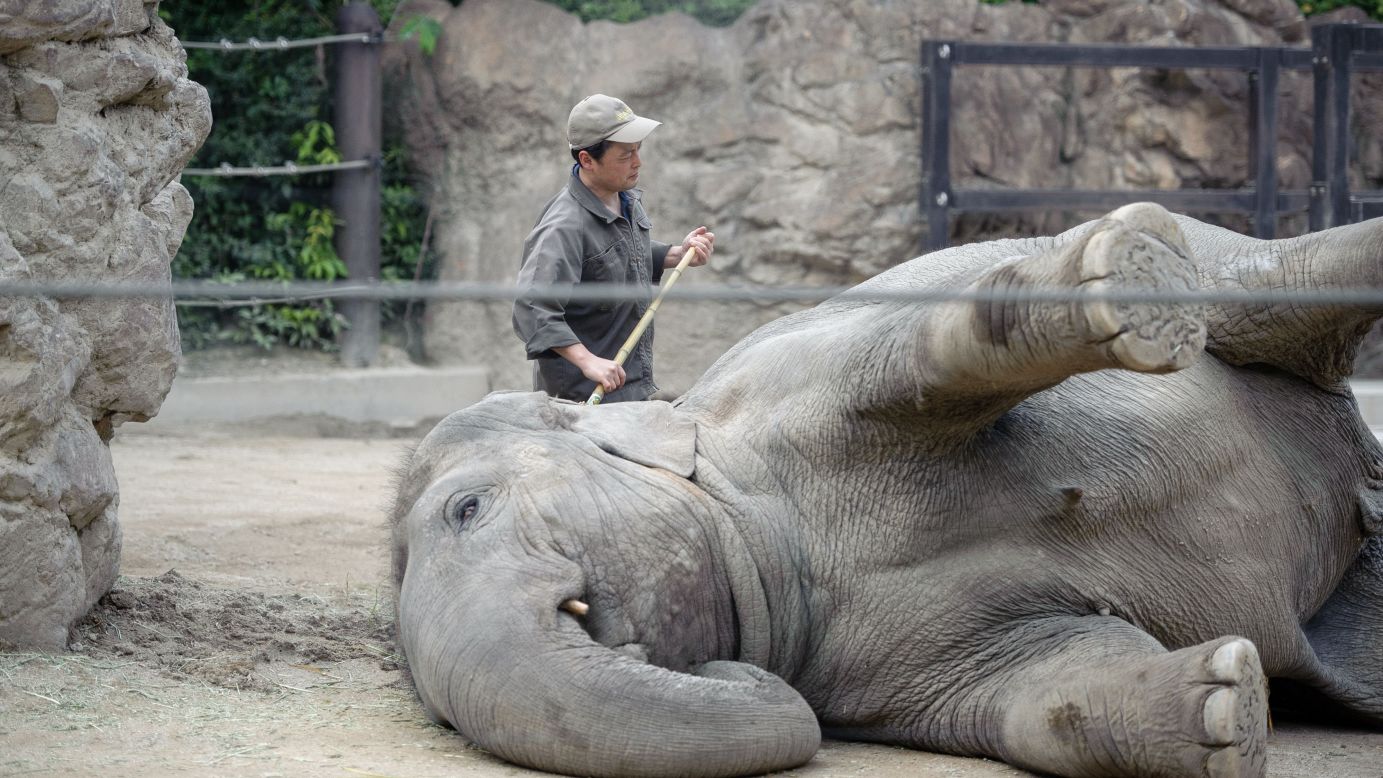 A staff member at Tokyo's Uneo Zoo cleans an elephant on Friday, April 17.
