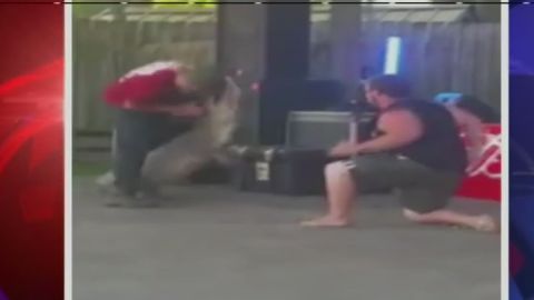 dnt alligator trainer attacked _00001217.jpg