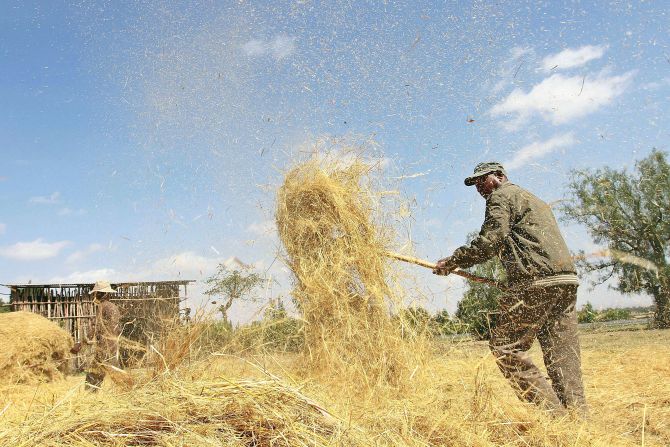 Much of Ethiopian cuisine centers around teff, a popular grain. Ethiopian farmers winnow the crop to separate the seeds from the stalks. The seeds are then taken to the local mill. Because it is gluten-free, teff is growing in popularity abroad.