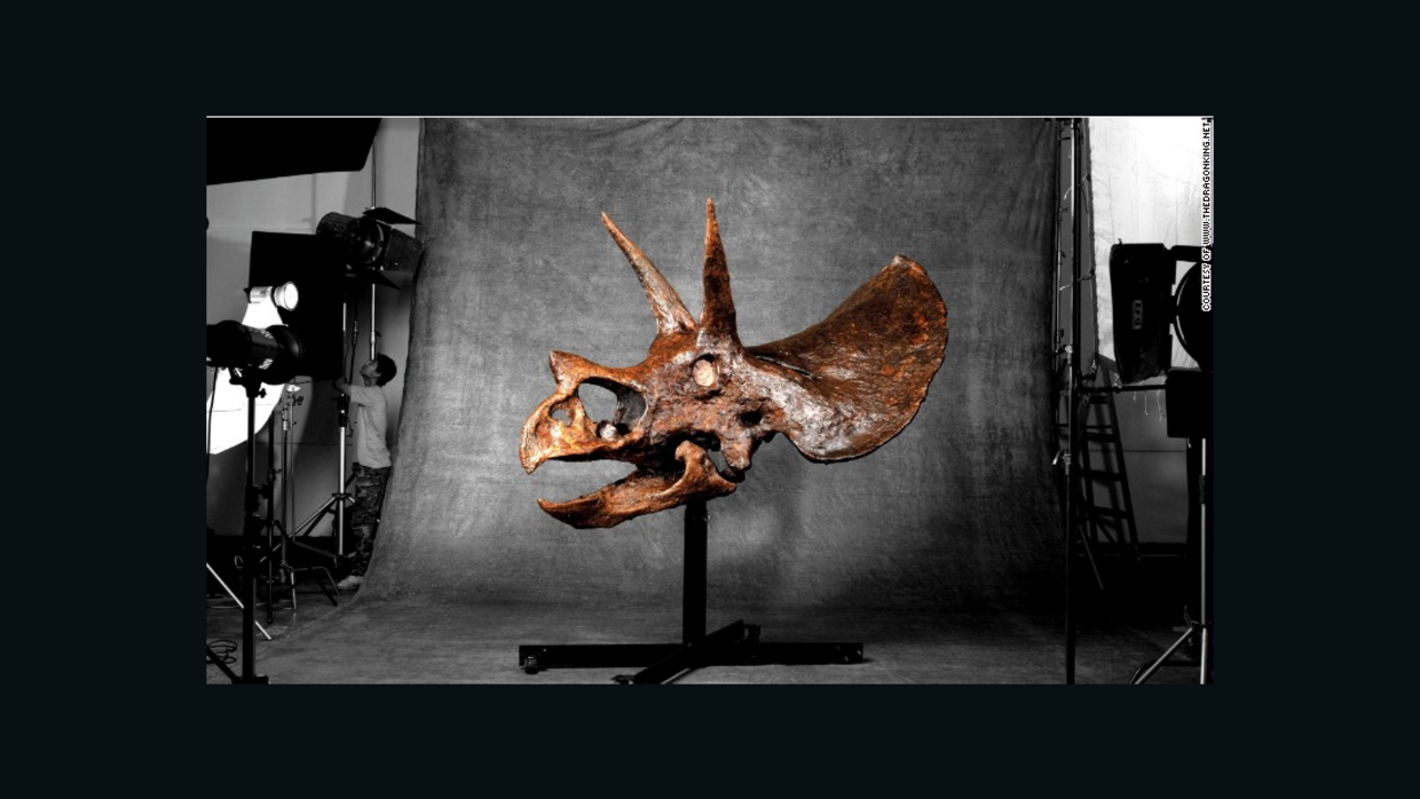 This 65 million-year-old male Triceratops skull is on sale for $1.8 million.