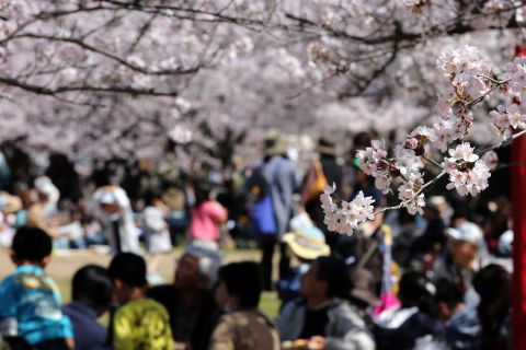 APRIL 2 - HIMEJI, JAPAN: Tourists take part in 'Hanami' or flower-viewing parties under cherry blossom trees in full bloom in the grounds of Himeji Castle. According to tradition during the Hanami season, people gather wherever cherry blossom trees are blooming and enjoy food and drinks often well into the night.