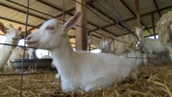 pkg goat farm essay contest_00003705.jpg