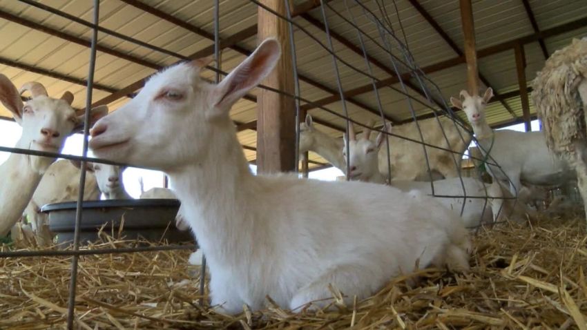 pkg goat farm essay contest_00003705.jpg