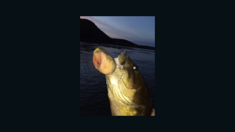 Smallmouth bass caught in Pennsylvania river with tumor