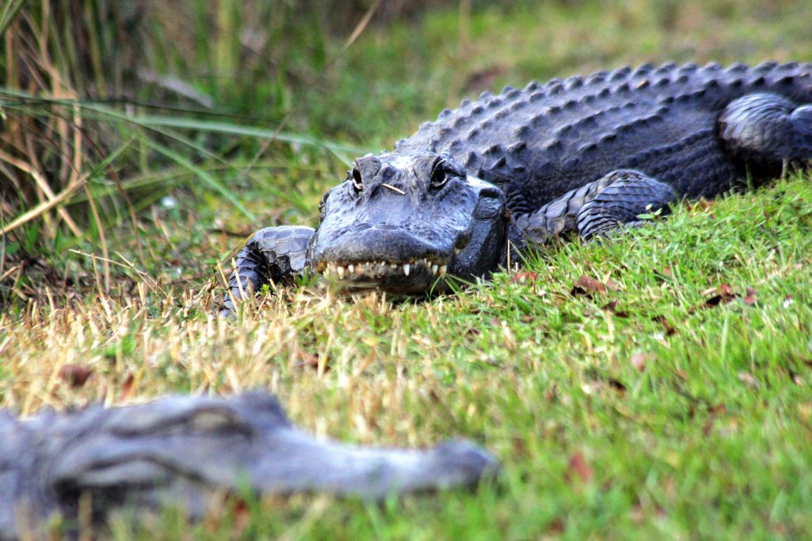 Alligators are a keystone species of the Everglades. They live in the park's freshwater marshes and lakes.