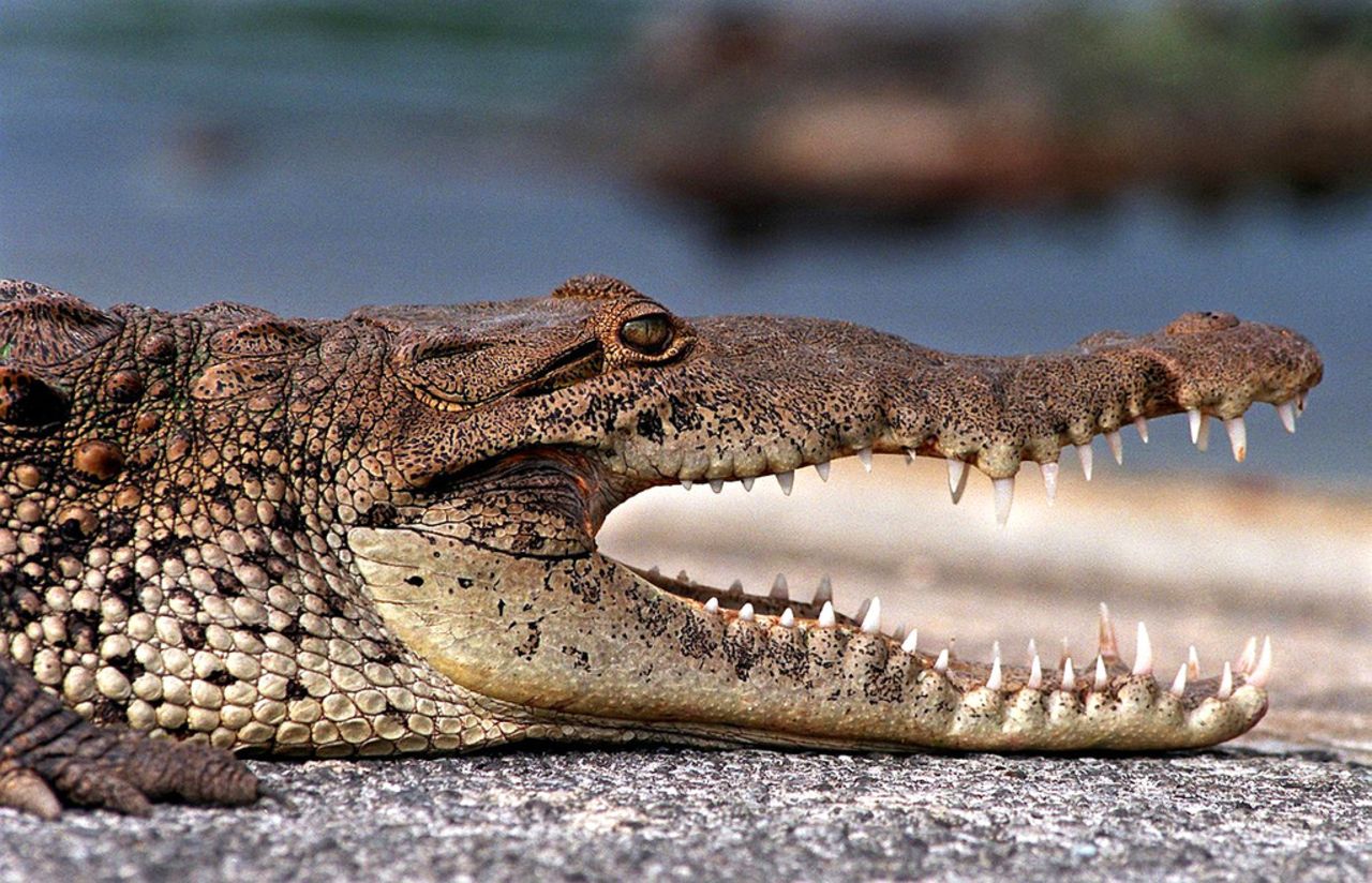 Crocodiles live in the Everglades' salt and brackish water habitats. The park is the only place in the world where you might spot alligators and crocs in the same body of water. 