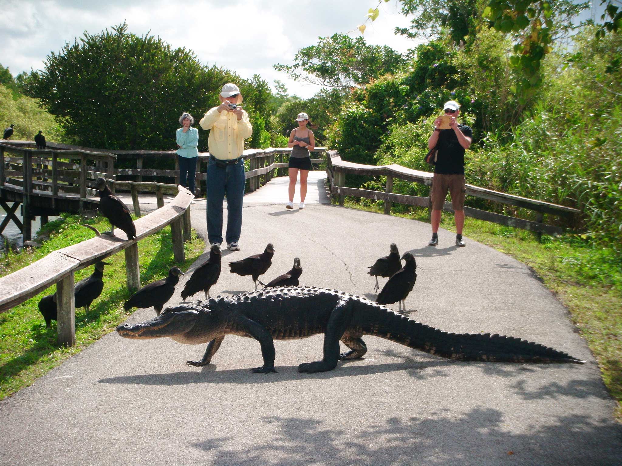 are dogs allowed at everglades national park