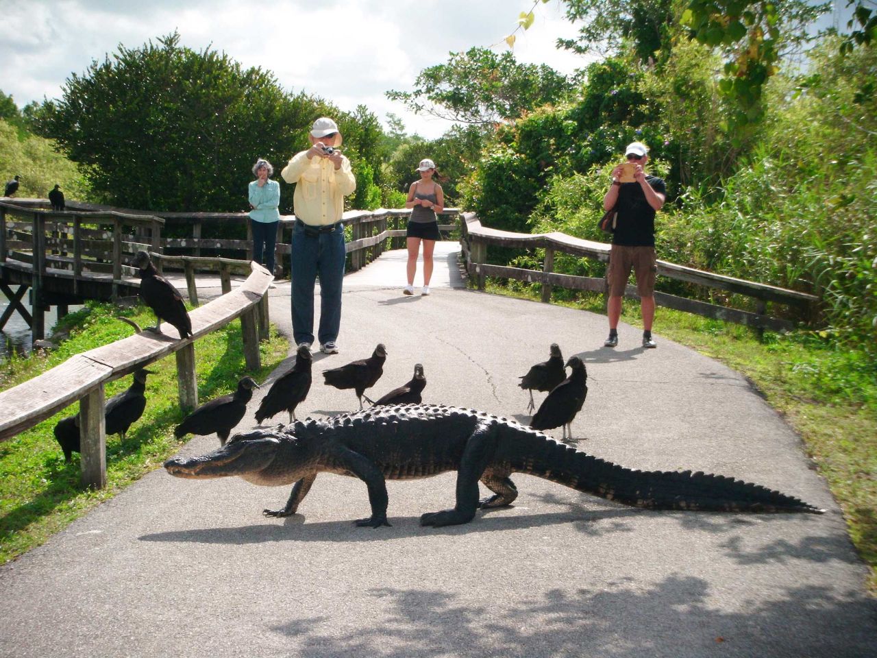 The National Park Service recommends park visitors stay at least 15 feet away from the alligators -- that's not always easy. 