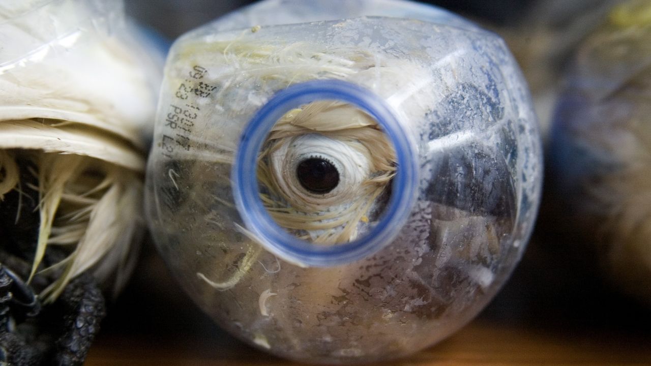 A cockatoo that was successfully secured from illegal wildlife trading is seen inside an empty bottle in Surabaya, East Java, Indonesia on May 04, 2015. At least 21 birds were rescued.