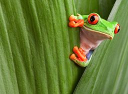 When it comes to information overload, we're like frogs in boiling water