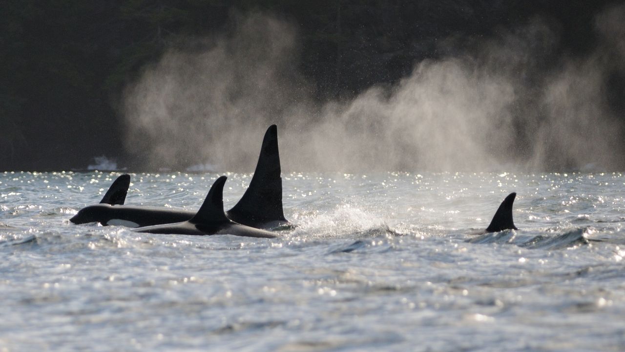 Part of the Pacific Northwest's killer whale L-pod group, with tall-finned 36-year-old male L-41 and 42-year-old L-22 at his left side, and two other pod-members, in Haro Strait, Washington.    