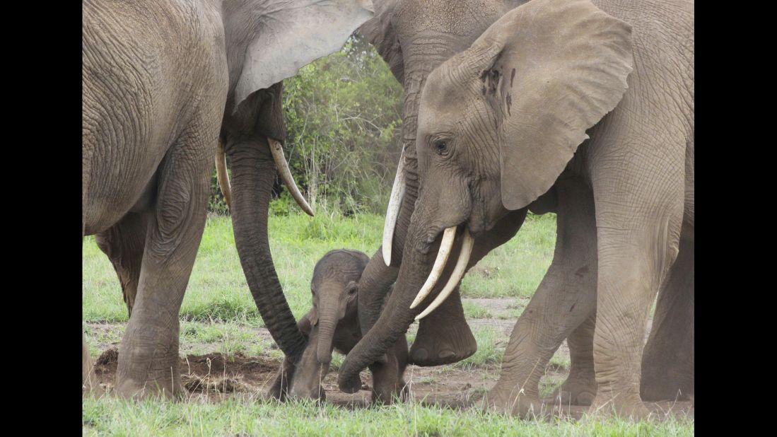 Baby elephant Petula gets assistance from two family members as they help the newborn stand for the first time in Amboseli National Park. 