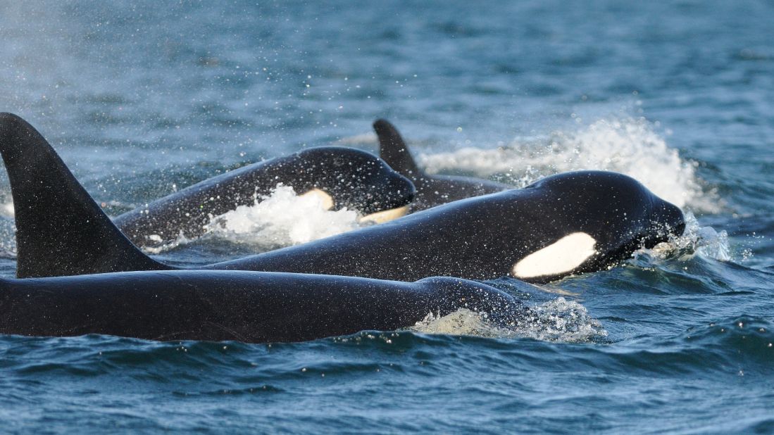 Killer whale family bonds remain strong and lifelong. In no other creature do all children — male and female — stay with their mother for the duration of their life.  