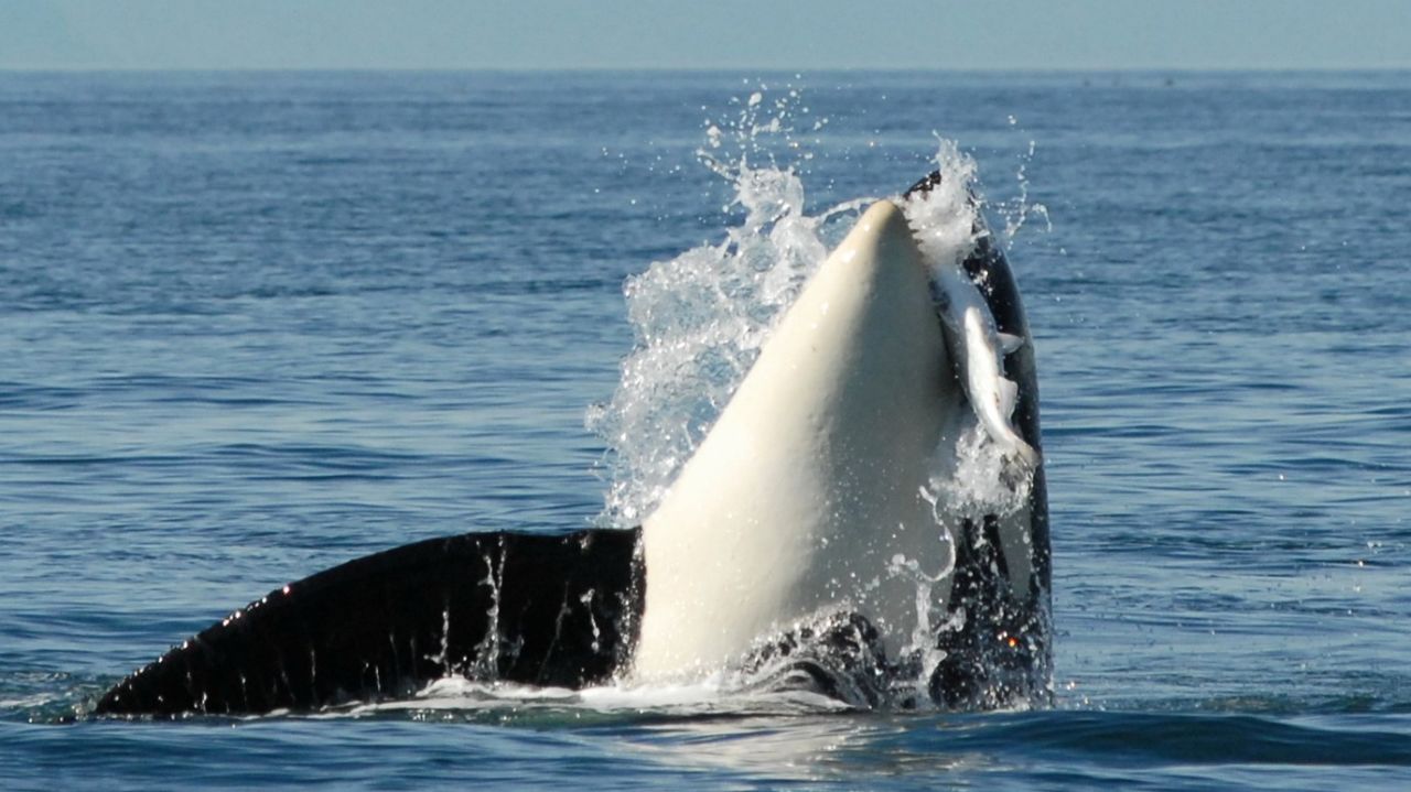 Male  L-84 with a salmon in waters of Washington. Food sharing by post-menopausal killer whale mothers appears crucial to survival of their adult children, especially males, whose huge size and enormous fins greatly increase their food needs.  