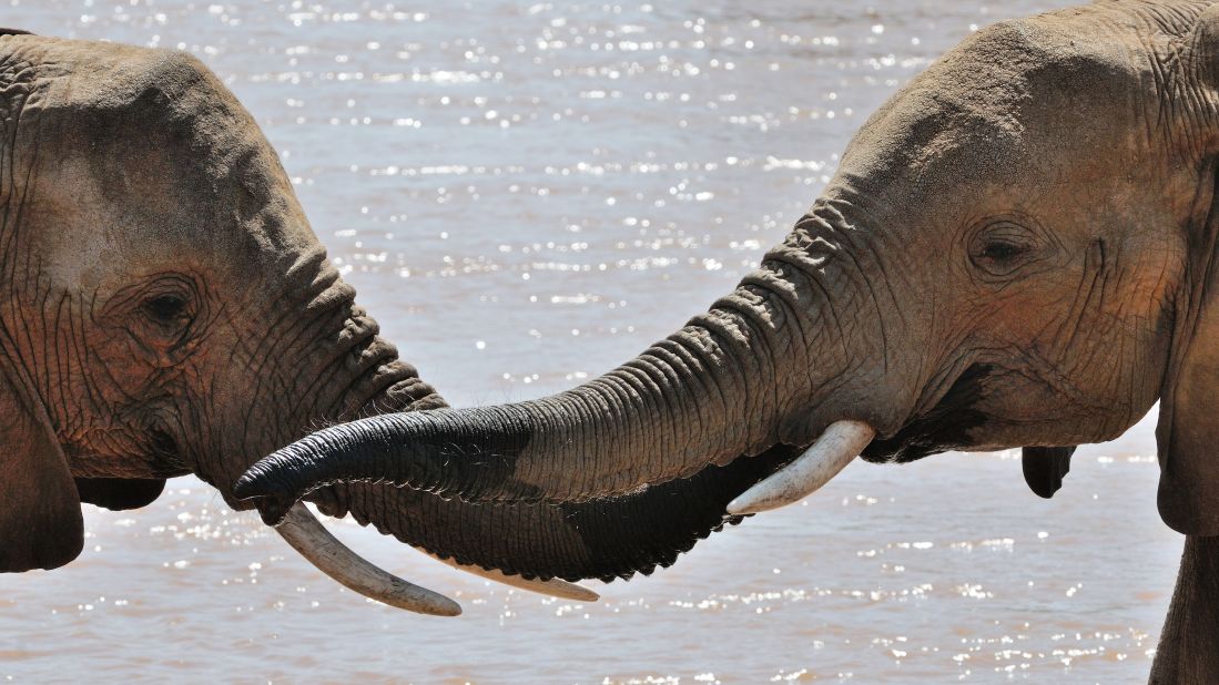 Trunks perform a combination handshake, hug and kiss as sisters greet in Amboseli National Park.  
