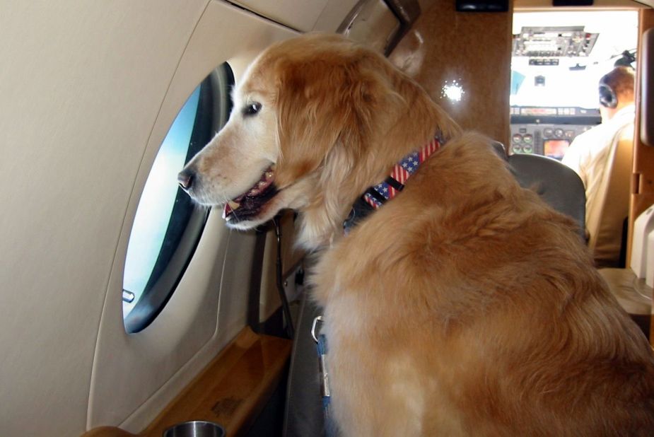 Golden Retriever Dolce relaxes in flight by taking in the sights.