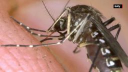 mosquito twin study dna london elizabeth cohen orig_00000610.jpg