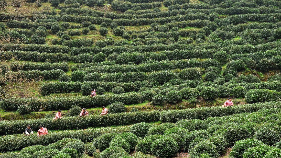 The area has some favorable characteristics to help nurture the tea plants. Tea-lovers from all over China come to buy the best tea during the spring tea season.
