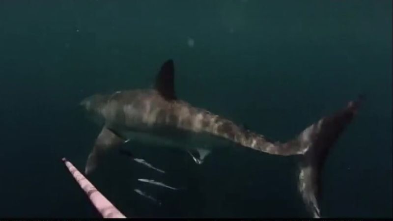 Diver Encounters Great White Shark Cnn