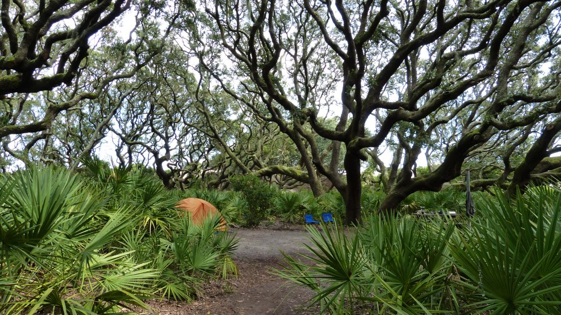 <strong>Sea Camp Campground, Cumberland Island National Seashore, Georgia. </strong>Accessible only by boat, these 16 campsites are worth the trip to stroll quiet beaches occasionally traversed by feral horses.