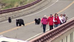 vo bears chase tourists montana_00003323.jpg