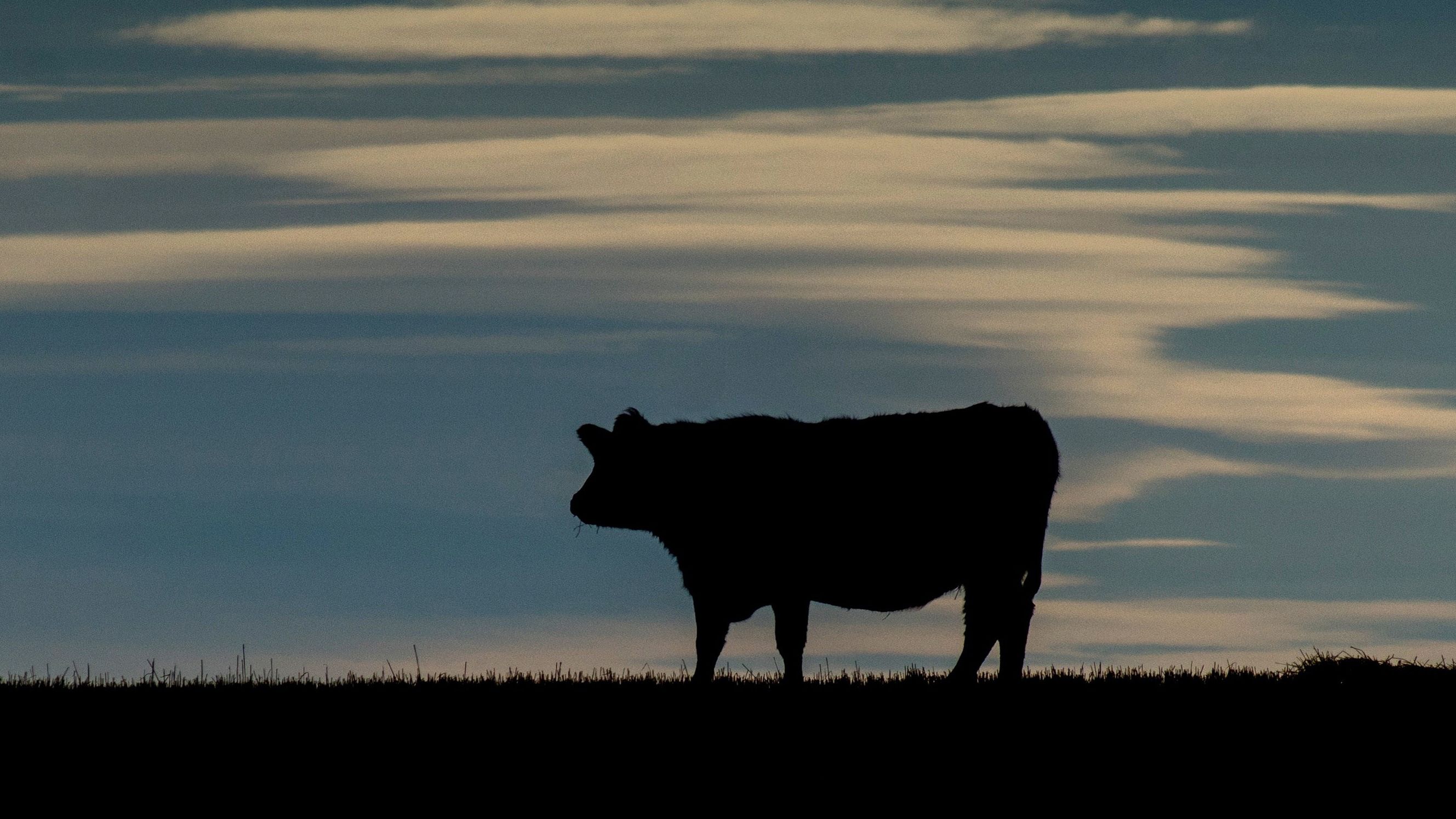 A cow is silhouetted on a pasture near the Trans-Canada Highway north of Calgary, Alberta on February 13,2015. The Canadian Food Inspection Agency (CFIA) confirmed February 13, 2015, that a case of mad cow disease has been found in Alberta, Canada .