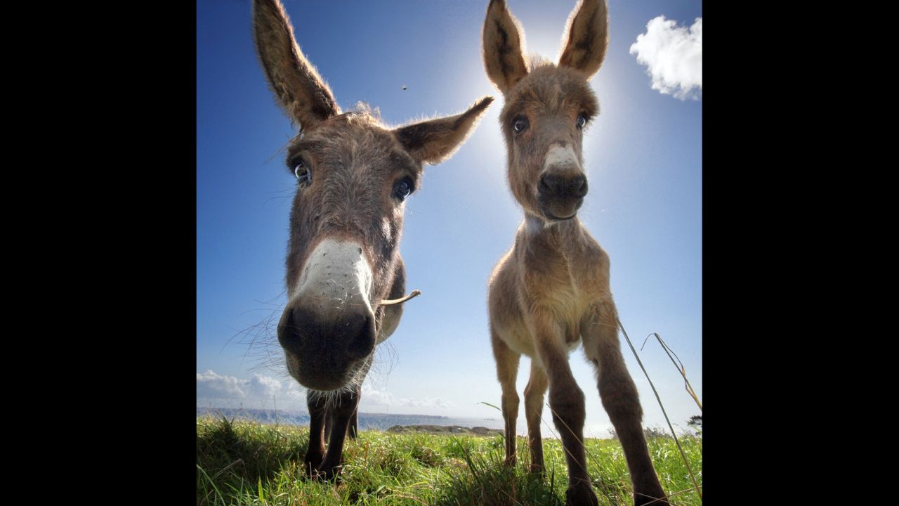 A "curious colt and donkey" on the seashore in Brest. Yver spent several years with farm animals, getting to know their personalities. Seeing the humanity in their eyes, he began to create a catalog of common feelings and moods and character traits.