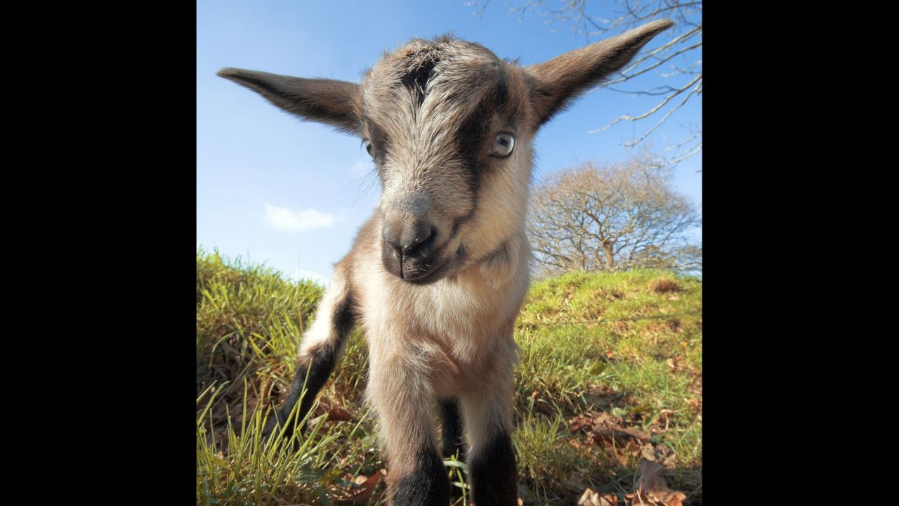 "Innocence": This goat is just 2 days old.