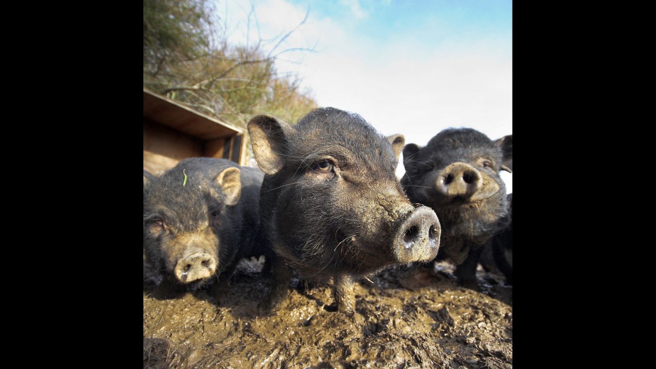 Seeing humanity in farm animals | CNN