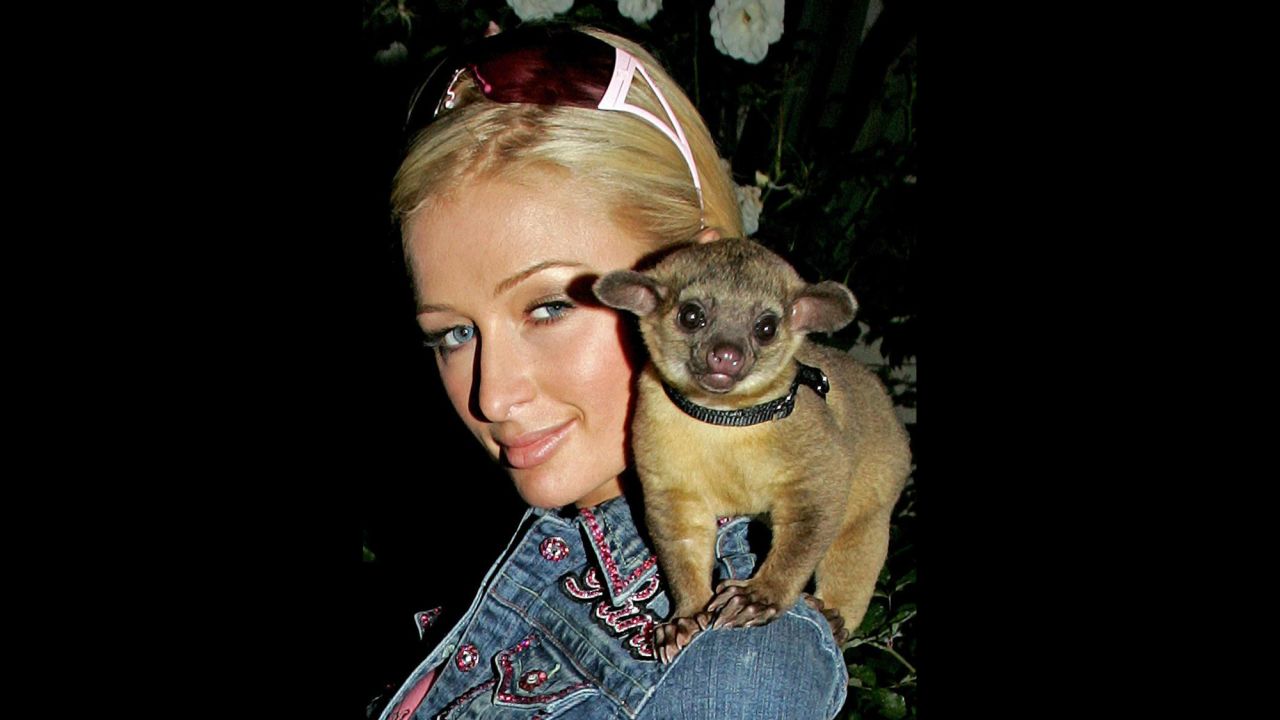 Paris Hilton arrives home with her new friend, a mammal called a kinkajou, on November 14, 2005, in Hollywood, California. Named by Hilton as "Baby Luv",<a href="http://www.washingtonpost.com/wp-dyn/content/article/2006/08/11/AR2006081101408.html" target="_blank" target="_blank"> the animal allegedly bit her, </a>causing her to visit a hospital emergency room to receive a tetanus shot. 