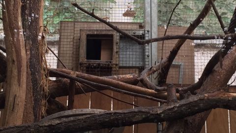 Thieves carried away the wooden boxes the monkeys were sleeping in, zoo director Rodolphe Delord said.