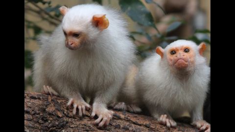 Among the monkeys stolen from Beauval Zoo Saturday night were 10 silvery Marmosets, authorities say.